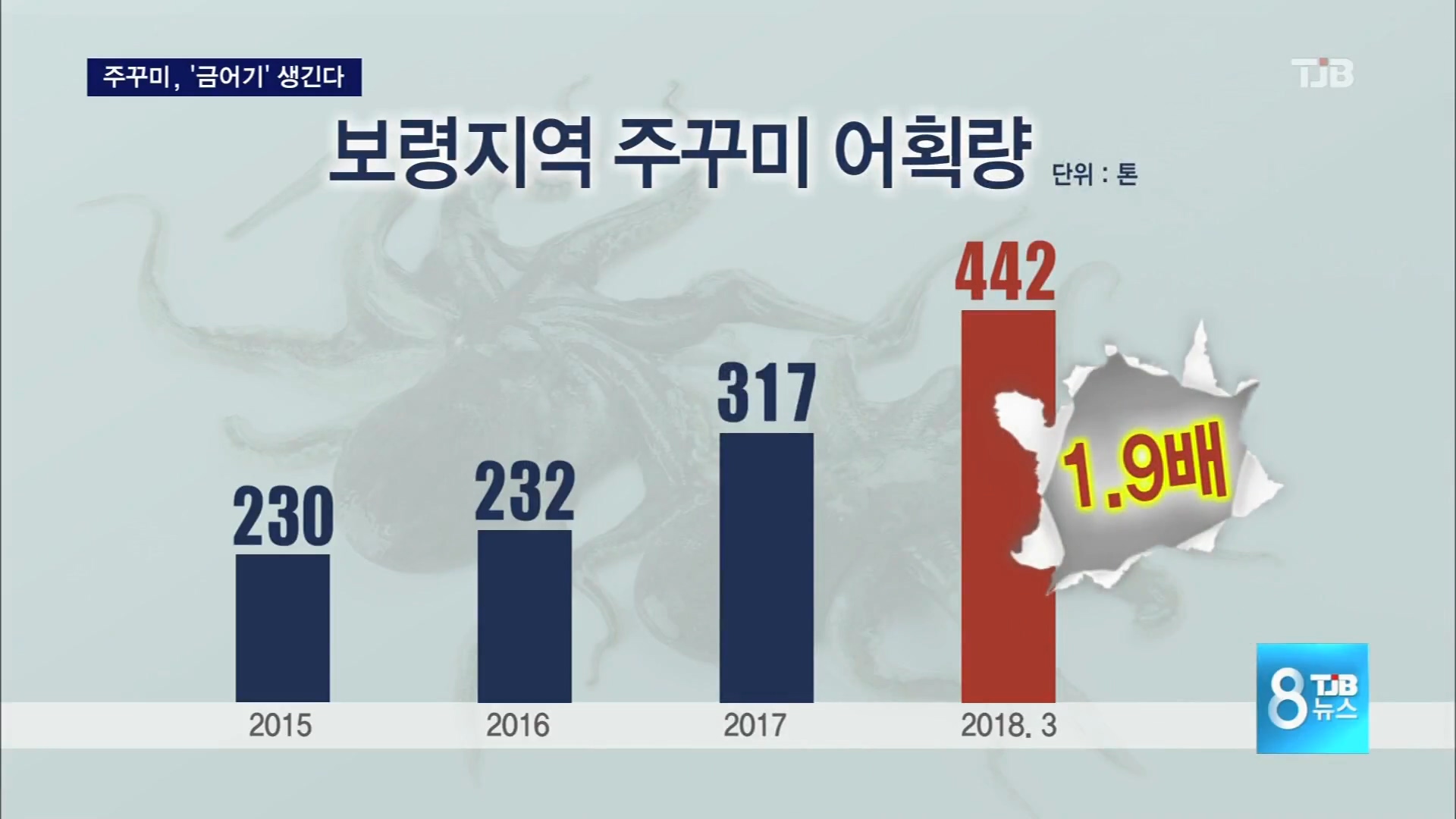 [0410 tjb 8시뉴스] 보령시 대천항 주꾸미